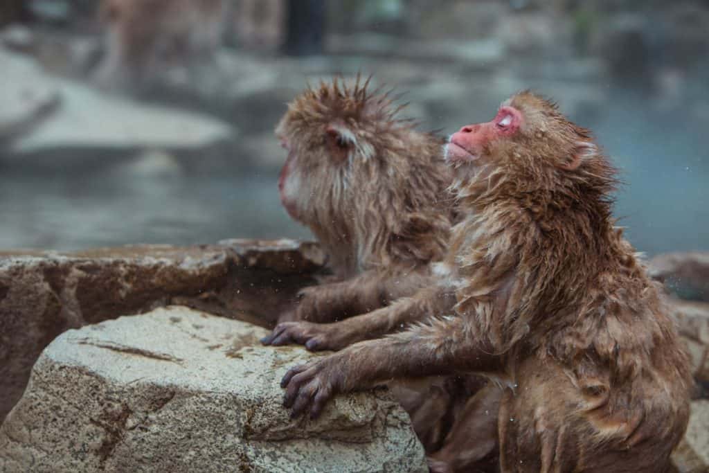 Japanese snow monkeys in hot springs at Jigokudani Monkey Park