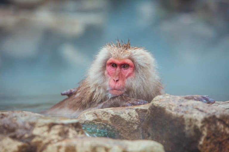 Visiting the Japan snow monkeys in April