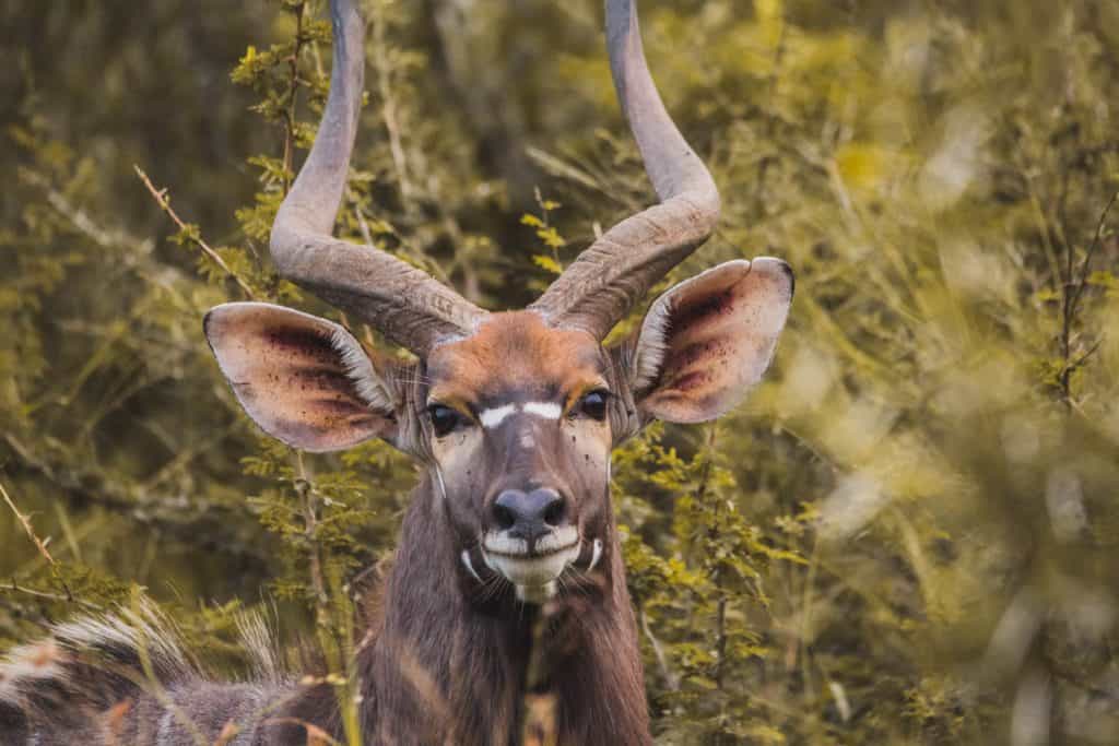 Studio Alajode: Where story meets strategy | Travel Marketing & Media Services 55 eSwatini Swaziland Travel