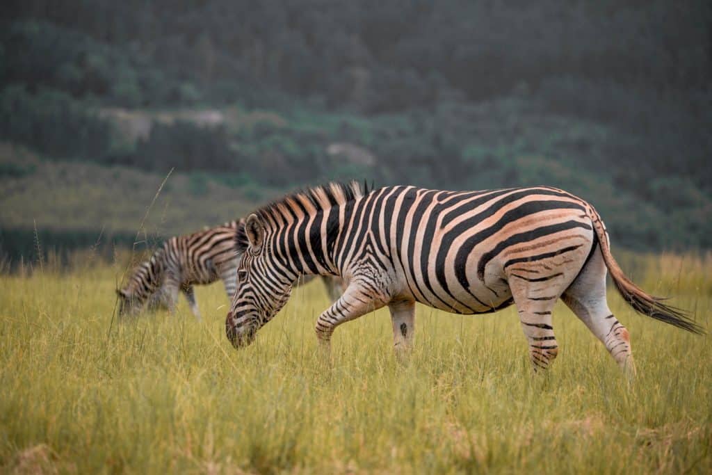 Studio Alajode: Where story meets strategy | Travel Marketing & Media Services 57 Swaziland safari zebras
