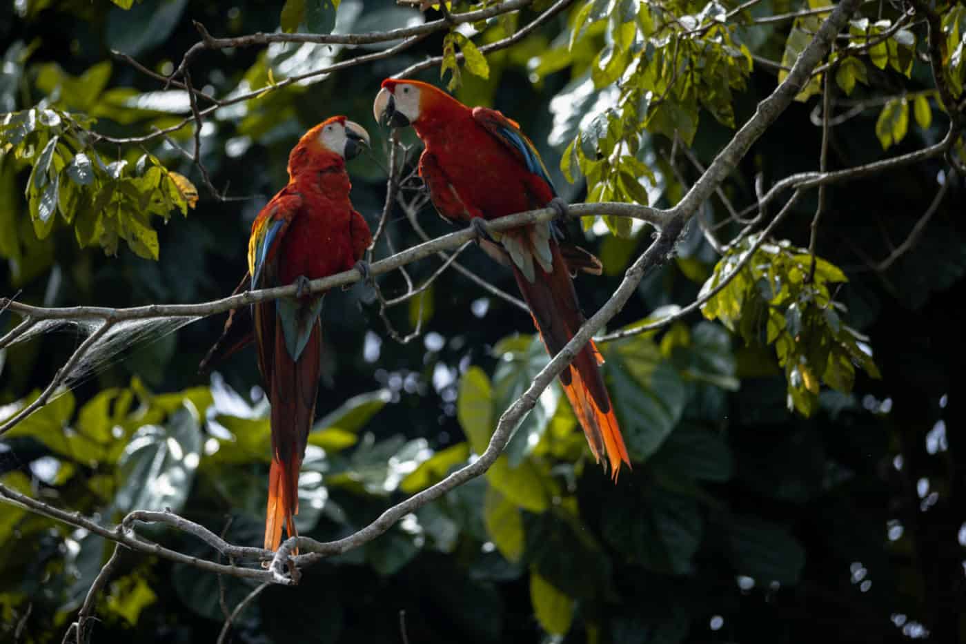 Scarlet macaws in the Amazon rainforest in Ecuador