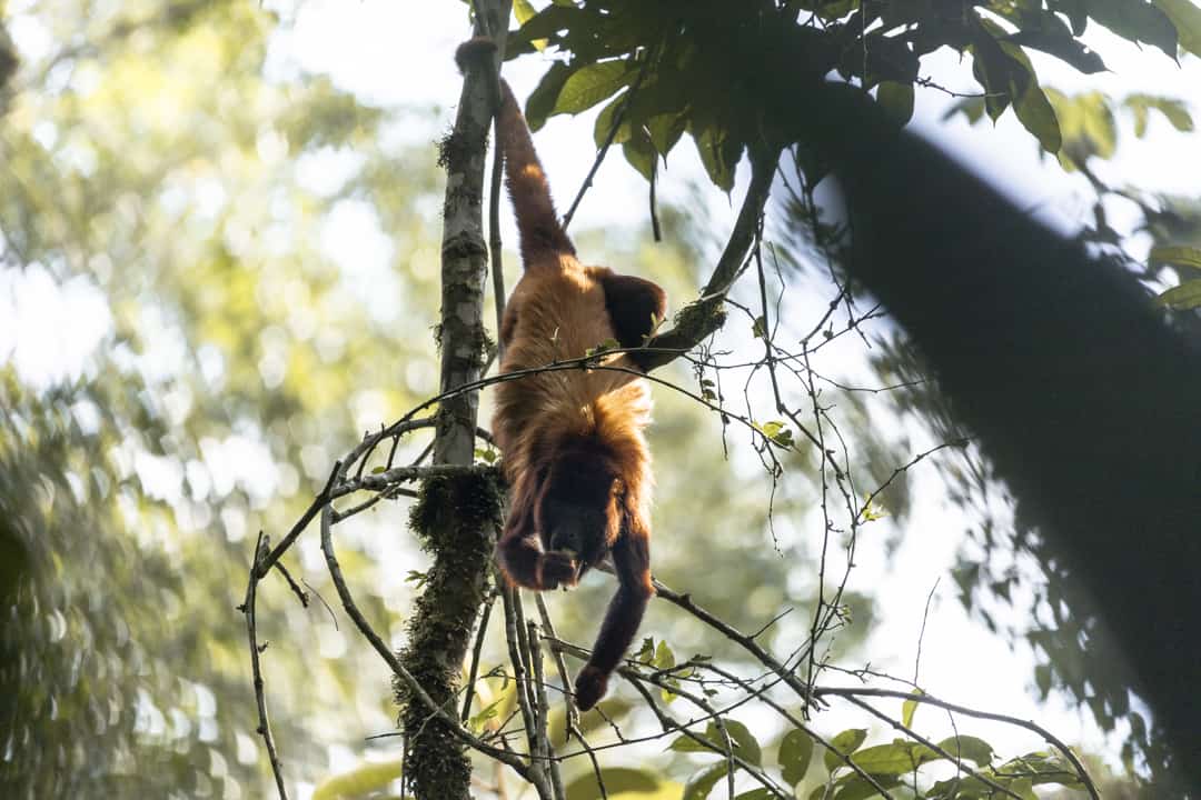 11 Reasons To Visit Filandia, Quindio: the hidden gem of the Colombia Coffee Region 6 A howler monkey climbing a tree in the Barbas Bremen nature reserve in Filandia Colombia