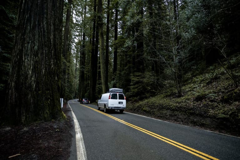 Red Wood National Forest California USA
