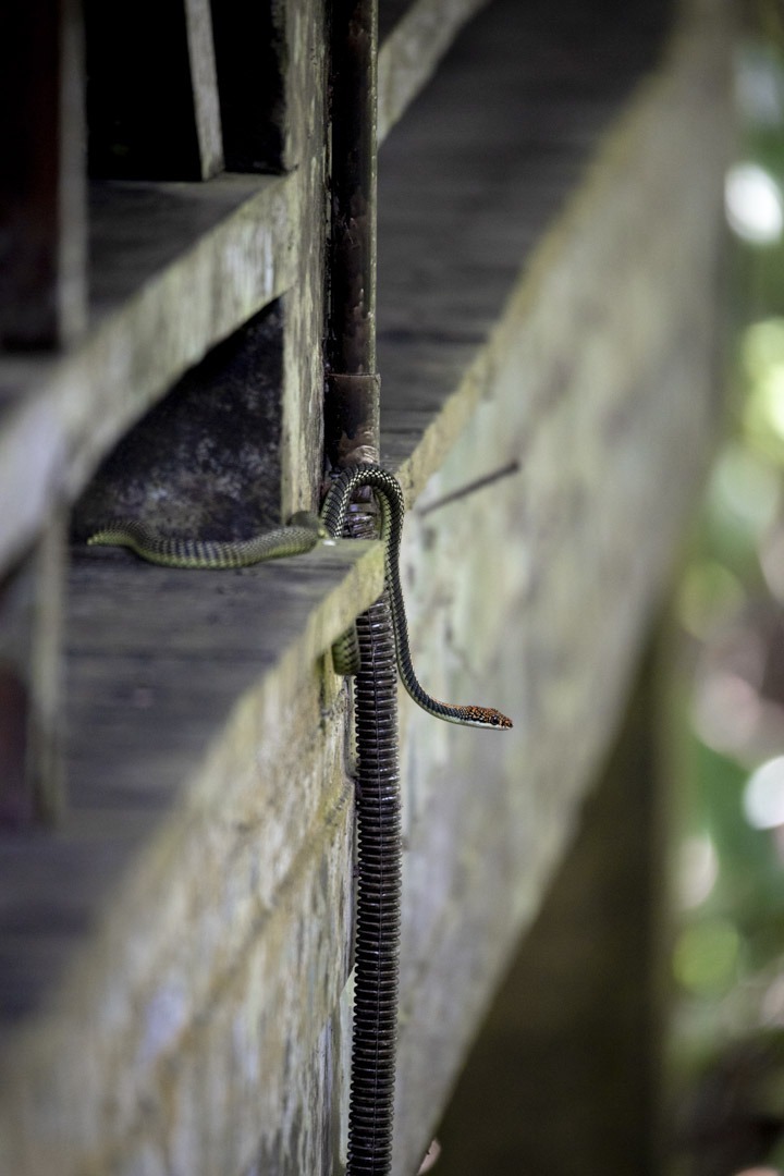 Studio Alajode: Where story meets strategy | Travel Marketing & Media Services 111 Sukau Rainforest Lodge Borneo Paradise tree snake