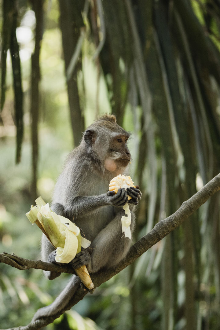 10 Days in Bali: A First-Timer’s Itinerary with Culture, Coastlines and Quiet Corners 1 Ubud Monkey Forest Bali 18