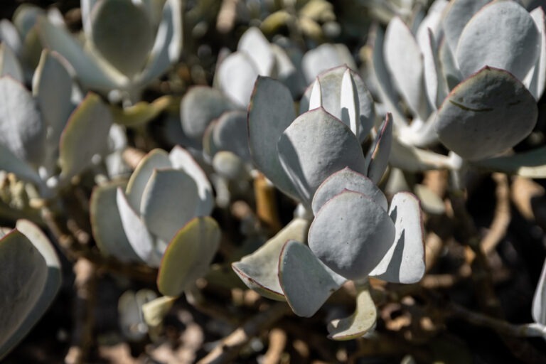 Studio Alajode: Where story meets strategy | Travel Marketing & Media Services 30 Cactus at the Mediterranean Garden by Heidi Gildemeister in Mallorca's Ariant Farm