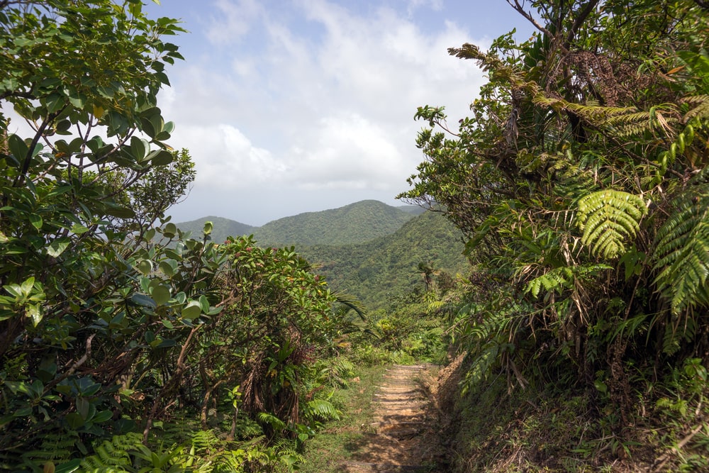 ecotourism in dominica caribbean