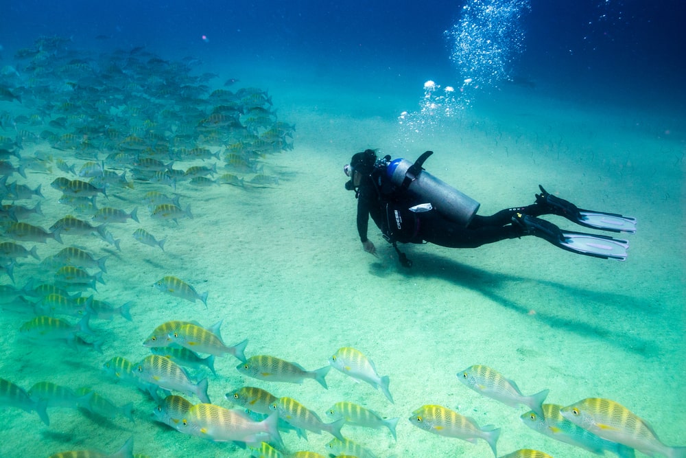 scuba diving in bonaire caribbean