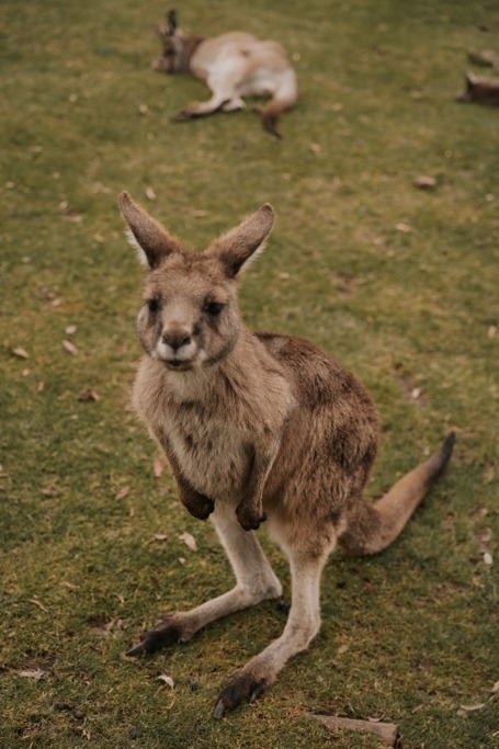 Wildlife in Tasmania: 10 Of The Best Places to See Tasmania Wildlife Ethically 4 Kangaroo - Best Places to See Wildlife in Tasmania