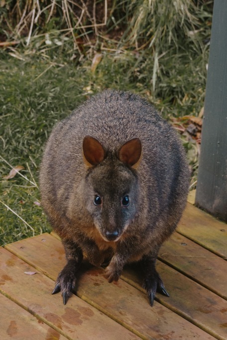 Wildlife in Tasmania: 10 Of The Best Places to See Tasmania Wildlife Ethically 3 Pademelon - Best Places to See Wildlife in Tasmania