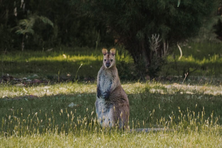 Wallaby - Best Places to See Wildlife in Tasmania