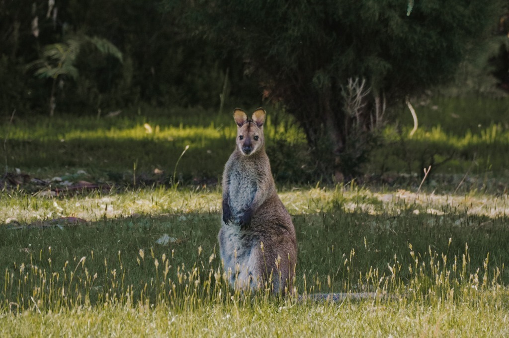 Wallaby - Best Places to See Wildlife in Tasmania
