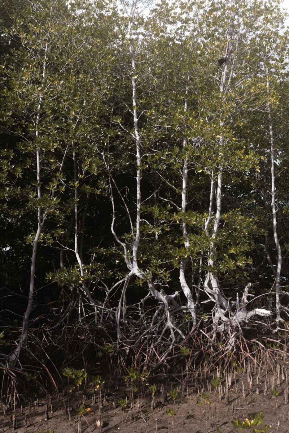 Mangrove trees at Menjaga Bay Resort