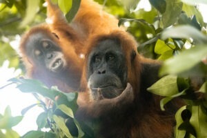 Orangutan Jungle Trekking in North Sumatra Indonesia