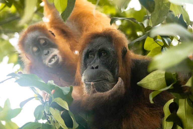 Orangutan Jungle Trekking in North Sumatra Indonesia