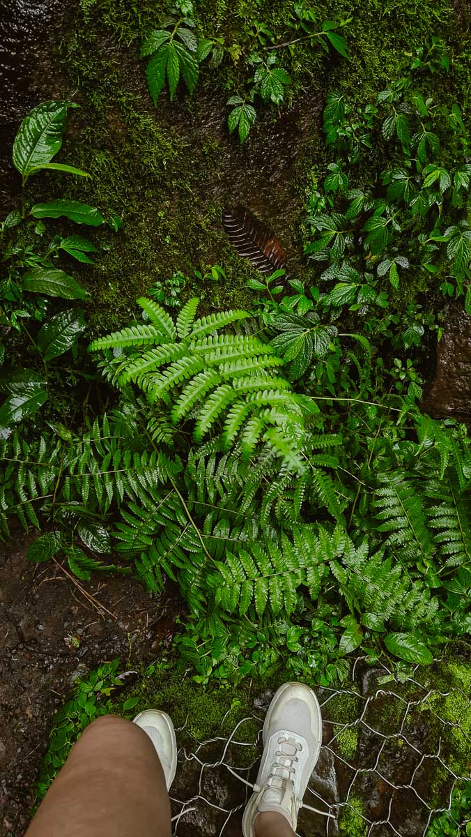 Visiting the Senaru Waterfalls in Lombok: A Complete Guide For Nature Lovers 3 The Senaru waterfall trail to Tiu Kelep