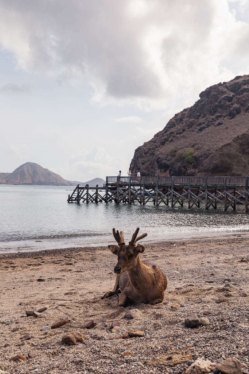 Planning A Komodo Island Day Trip: Tips & Warnings For Booking A Boat Tour Of Komodo Island, Indonesia 4 A deer on the beach of Padar island with the dock visible in the background