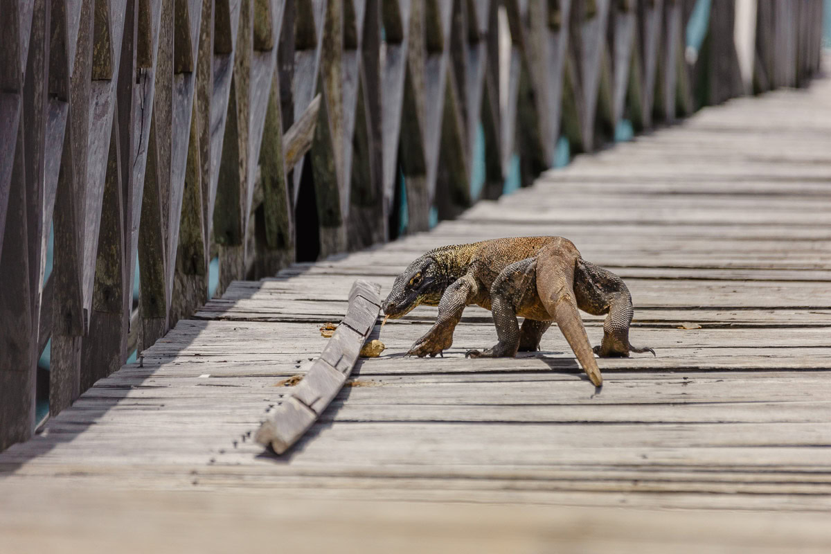 Planning A Komodo Island Day Trip: Tips & Warnings For Booking A Boat Tour Of Komodo Island, Indonesia 1 Komodo dragon on Komodo Island Indonesia