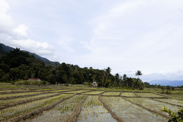 Rice fields in North Sumatra Indonesia