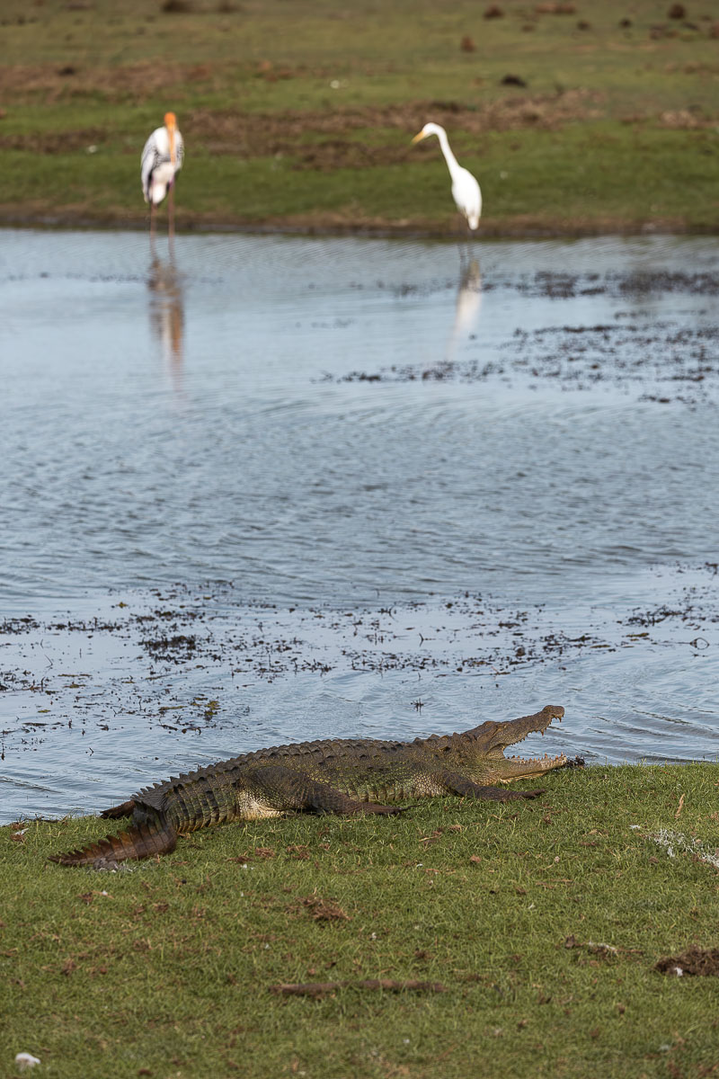 Wild Trails Yala by Suri: A Sustainable Tented Safari Camp Experience on the Edge of Yala National Park, Sri Lanka 18 A crocodile lying next to a small lagoon with its mouth wide open. On the other side of the lagoon are two white birds.