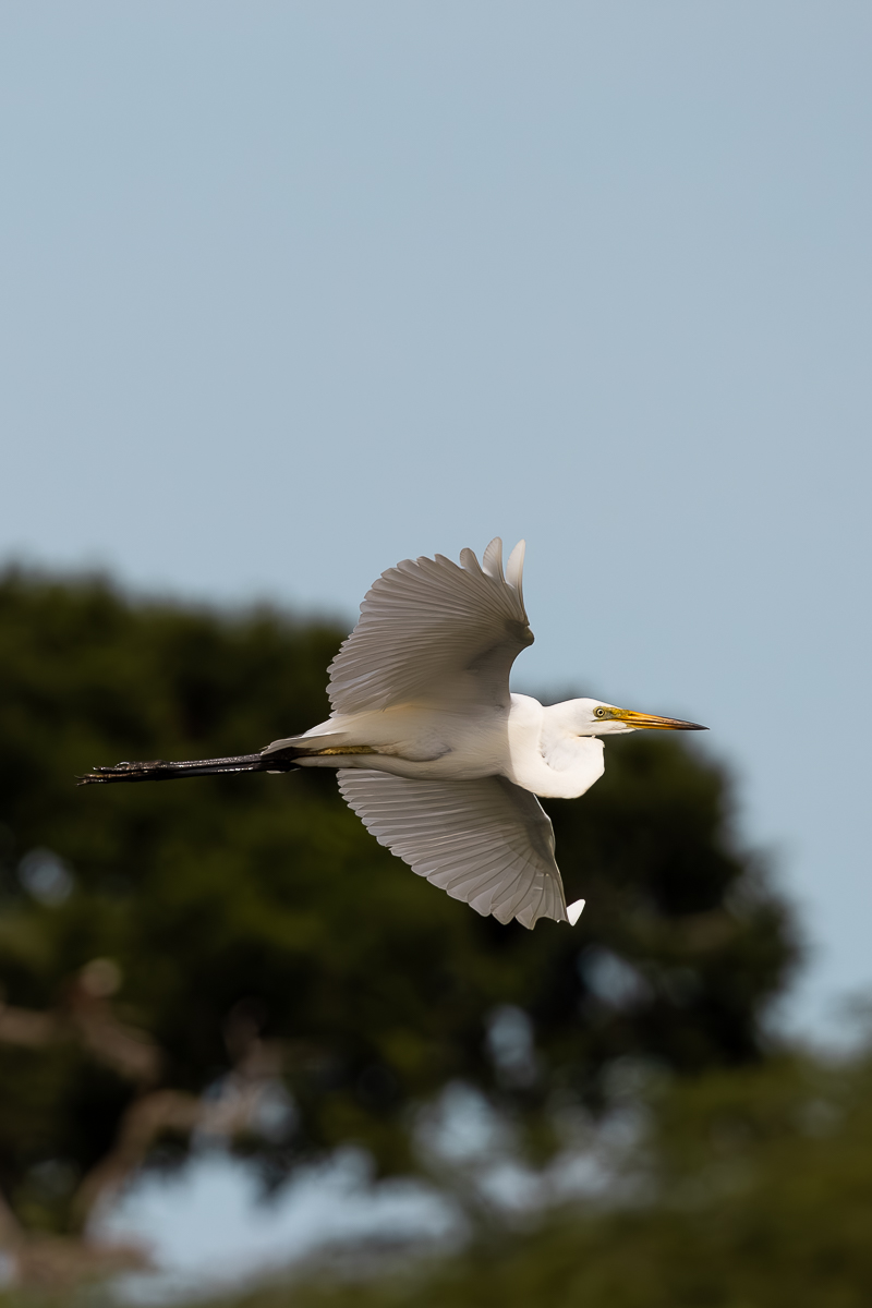 Wild Trails Yala by Suri: A Sustainable Tented Safari Camp Experience on the Edge of Yala National Park, Sri Lanka 21 A white bird flying at Bundala National Park