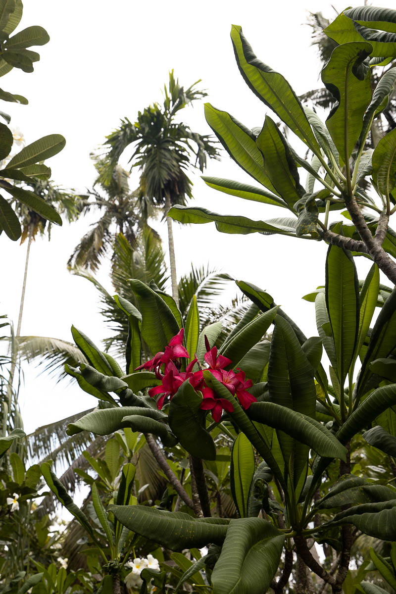Uga Riva: A New Boutique Hotel In Negombo With A 180-Year History 24 Uga Riva Resort in Negombo Sri Lanka 82