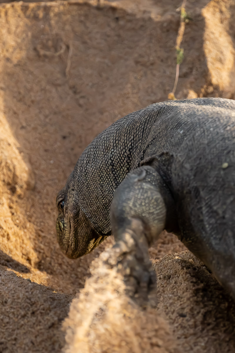 Wild Trails Yala by Suri: A Sustainable Tented Safari Camp Experience on the Edge of Yala National Park, Sri Lanka 4 Land Monitor Lizard at Block 1 of Yala National in Sri Lanka