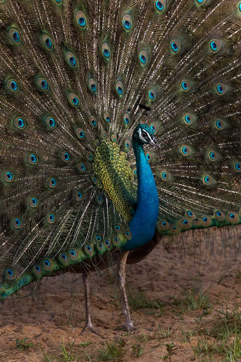 Wild Trails Yala by Suri: A Sustainable Tented Safari Camp Experience on the Edge of Yala National Park, Sri Lanka 3 Peacock at Block 1 of Yala National in Sri Lanka