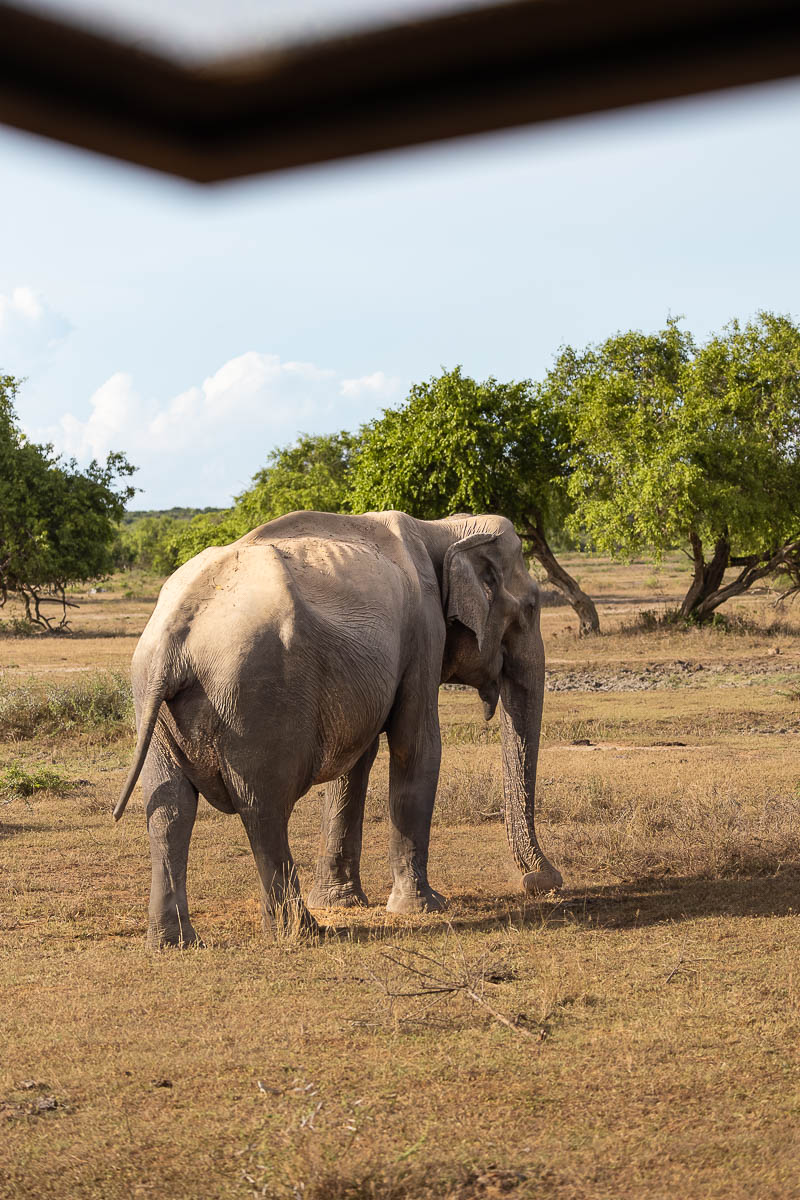 Wild Trails Yala by Suri: A Sustainable Tented Safari Camp Experience on the Edge of Yala National Park, Sri Lanka 16 An elephant at Block 1 of Yala National Park in Sri Lanka