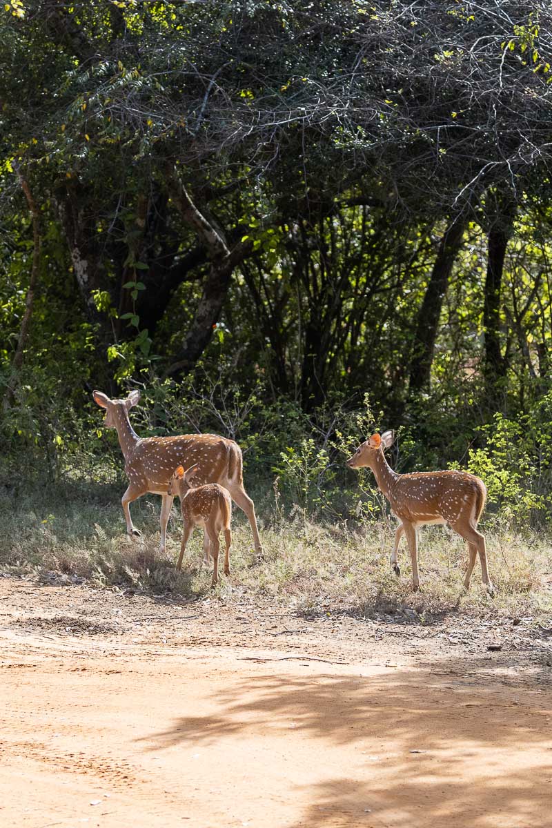 Wild Trails Yala by Suri: A Sustainable Tented Safari Camp Experience on the Edge of Yala National Park, Sri Lanka 20 Spotted deer at Yala Block 1