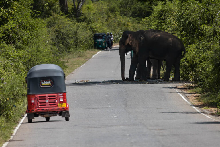 A Tuk Tuk Rental vehicle in front of an elephant on a public road in Sri Lanka