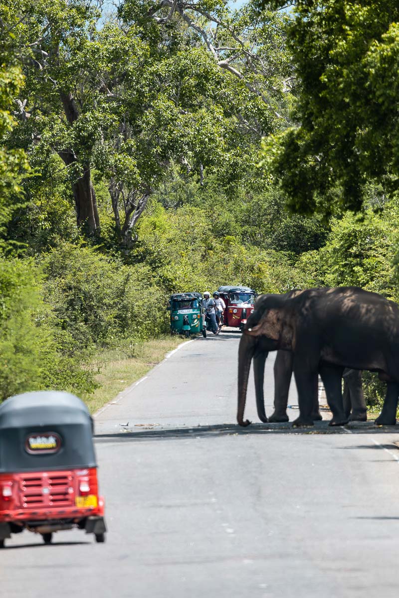 Renting A Tuk Tuk In Sri Lanka: My Experience & Must-Know Tips For Planning Your Tuk Tuk Trip 14 A Tuk Tuk Rental vehicle parked at the side of the road because there is a large elephant in the road. There are also tuk tuks waiting on the other side