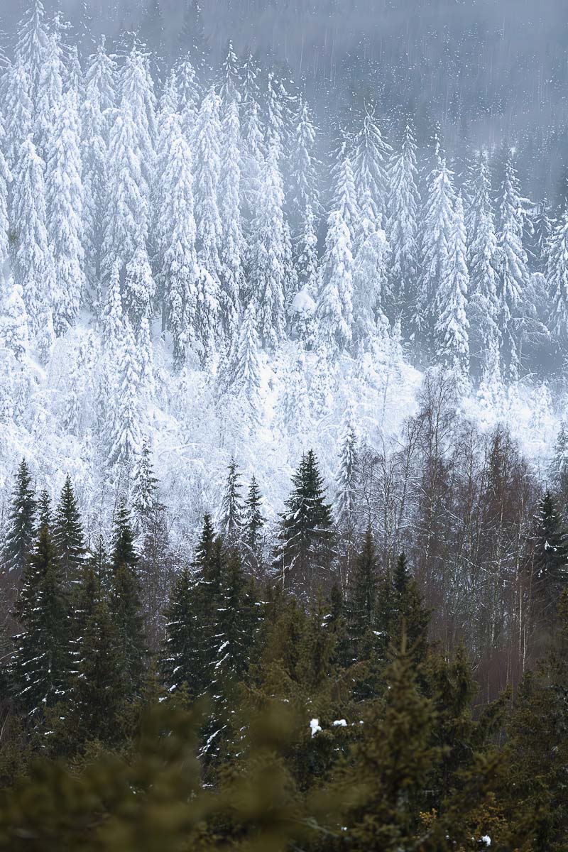 Koli National Park: Finland's Best Kept Secret For Nature Lovers 6 Trees in Koli National Park. The trees in the foreground are green and the trees behind are covered in snow