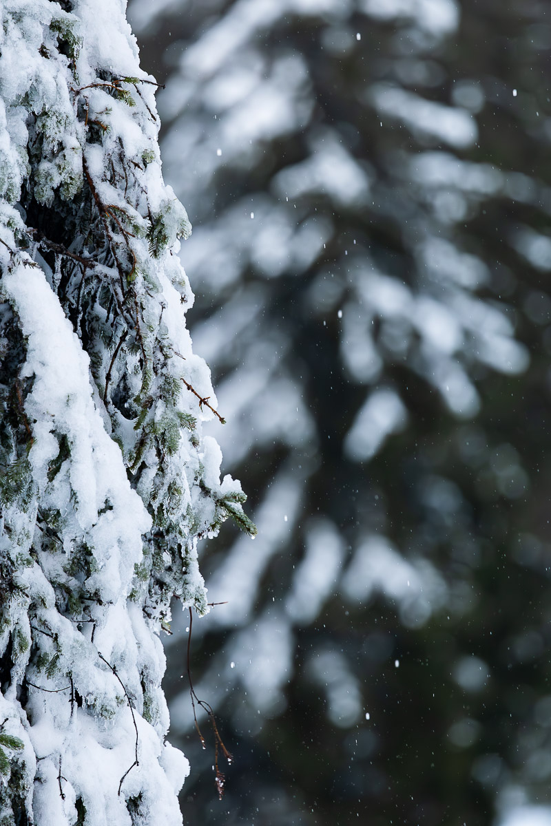 Koli National Park: Finland's Best Kept Secret For Nature Lovers 3 Winter in Koli National Park Finland