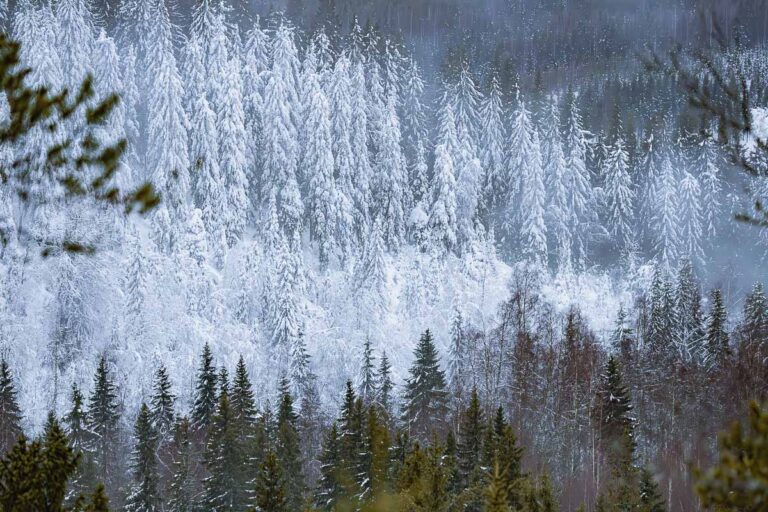 Koli National Park: Finland’s Best Kept Secret For Nature Lovers