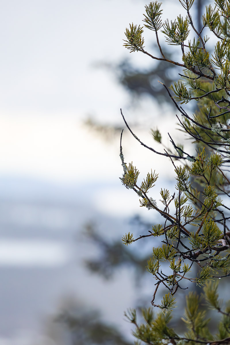 Koli National Park: Finland's Best Kept Secret For Nature Lovers 2 Koli National Park Finland