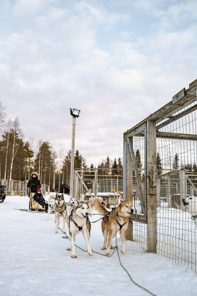 Huskies ready to go for a husky safari in Finland