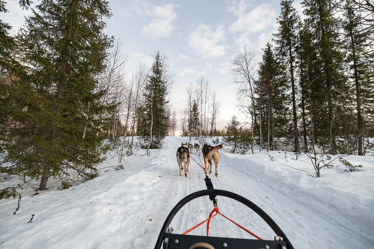 Finland Travel Blogs & Guides 4 Dog sledding at Syötteen Eräpalvelut in Finland