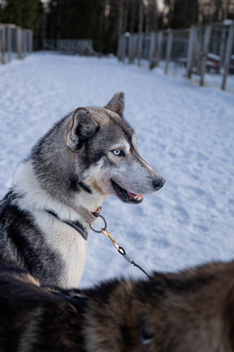 Syötteen eräpalvelut husky safari experience