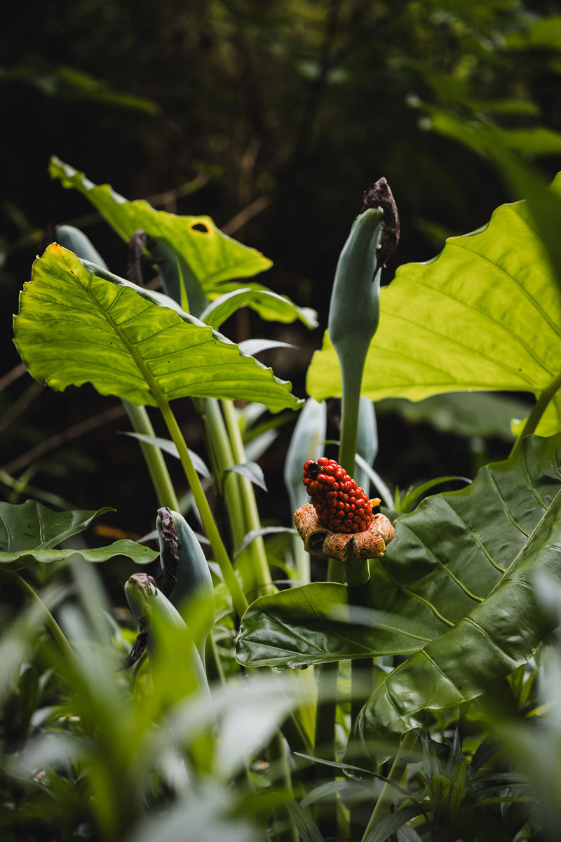 A flower at Detian waterfall in China
